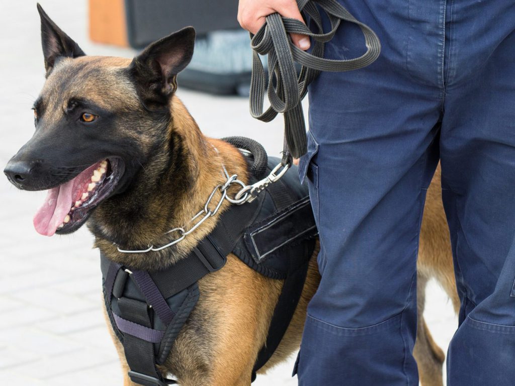 Sécurité cynophile